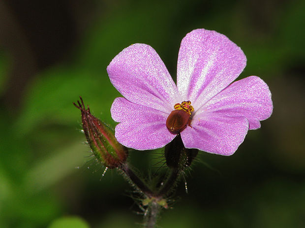 pakost smradľavý Geranium robertianum L.