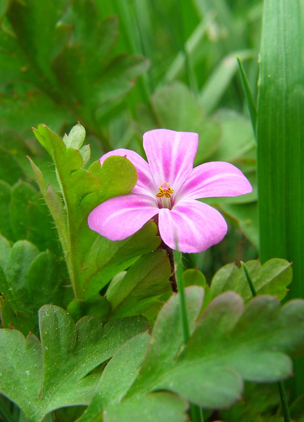 pakost smradľavý Geranium robertianum L.