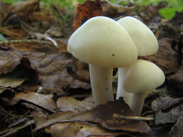 šťavnačka slonovinová Hygrophorus eburneus (Bull.) Fr.