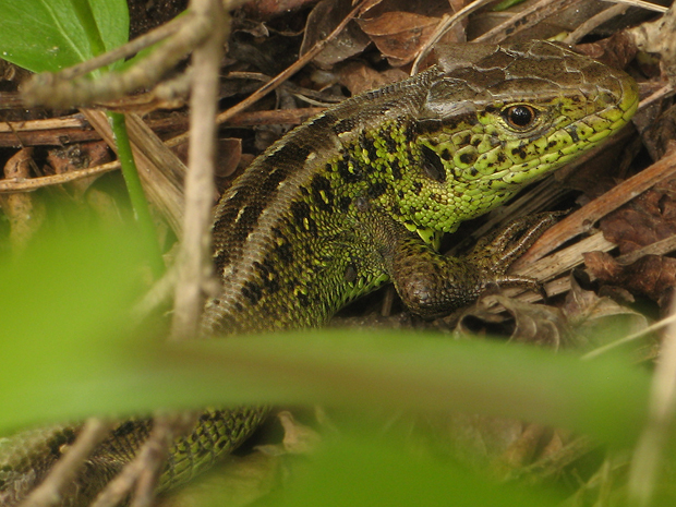 jašterica krátkohlavá Lacerta agilis