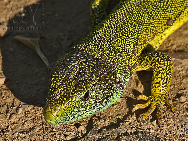 jašterica zelená Lacerta viridis