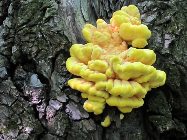 sírovec obyčajný Laetiporus sulphureus (Bull.) Murrill