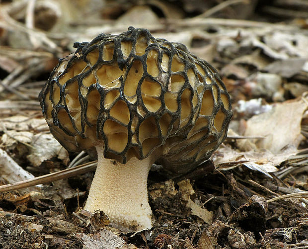 smrčok kužeľovitý Morchella conica Pers.