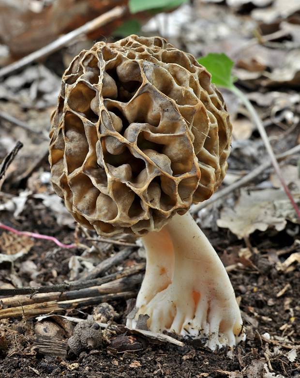 smrčok jedlý Morchella esculenta (L.) Pers.