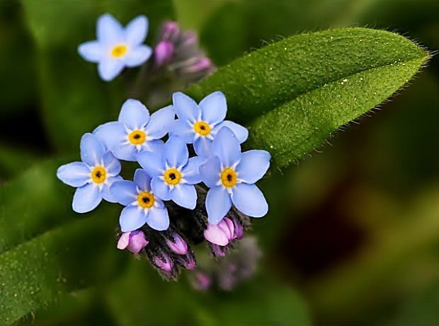 nezábudka Myosotis sp.