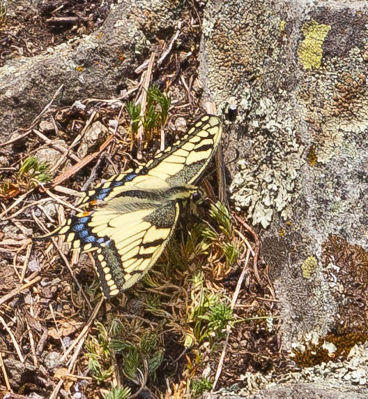 vidlochvost feniklový Papilio machaon