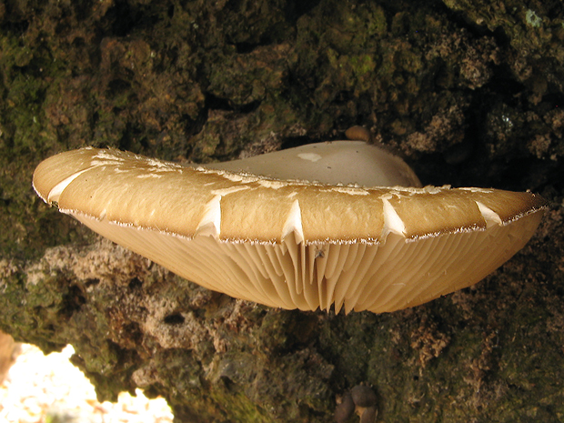 hliva ustricovitá Pleurotus ostreatus (Jacq.) P. Kumm.