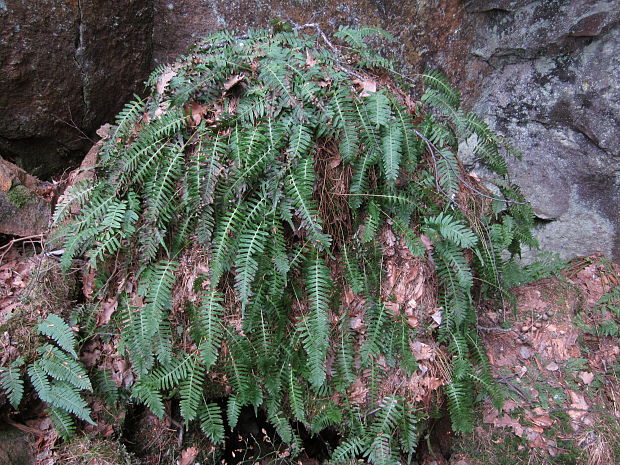 sladič obyčajný Polypodium vulgare L.