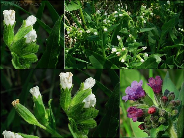 pľúcnik mäkký Pulmonaria mollis Wulfen ex Hornem.