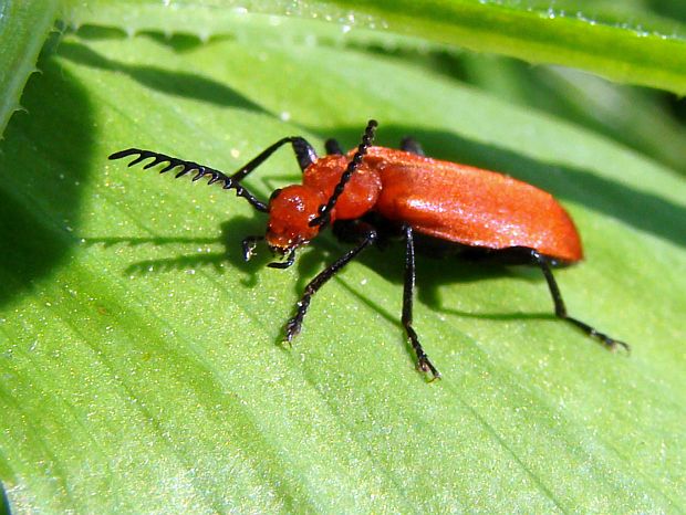 červenáčik  Pyrochroa serraticornis