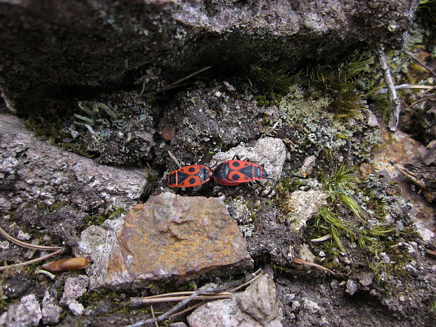 cifruša bezkrídla Pyrrhocoris apterus