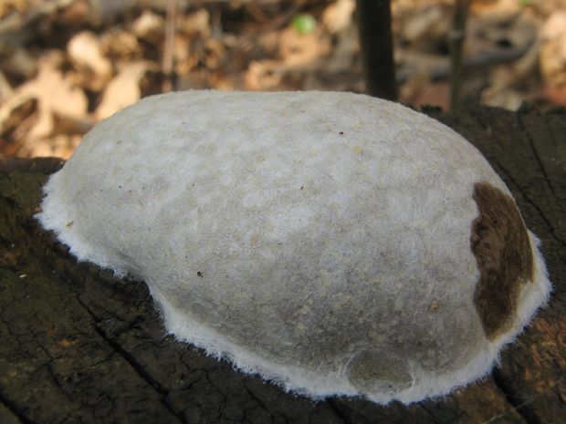 sieťnatka obyčajná Reticularia lycoperdon Bull.