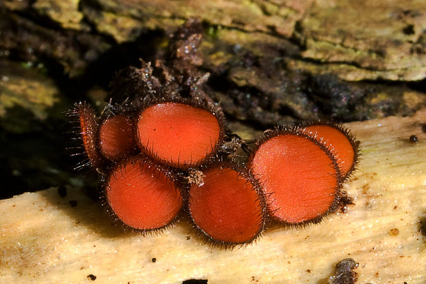 štítovnička Scutellinia sp.