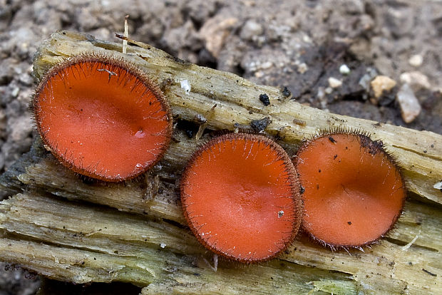 štítovnička Scutellinia sp.