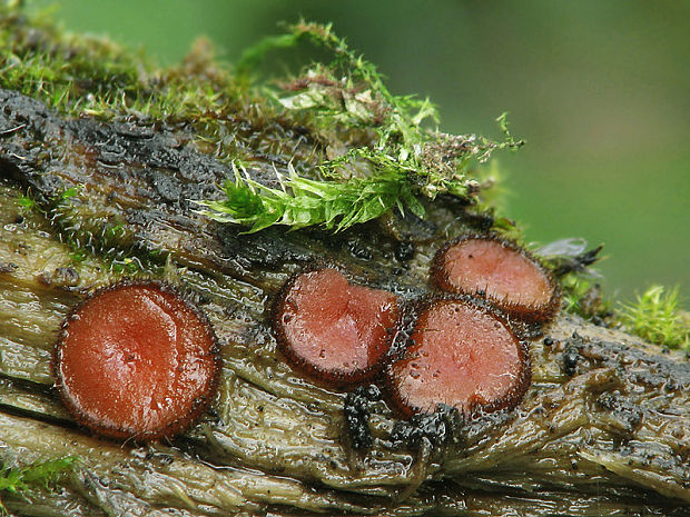 štítovnička Scutellinia sp.