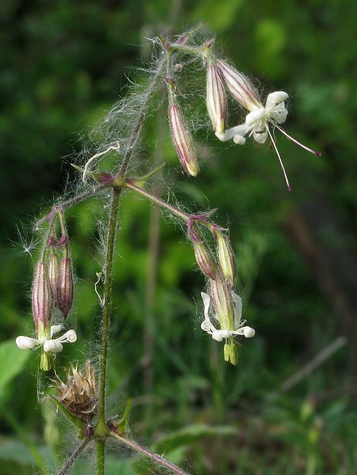 silenka ovisnutá Silene nutans L.