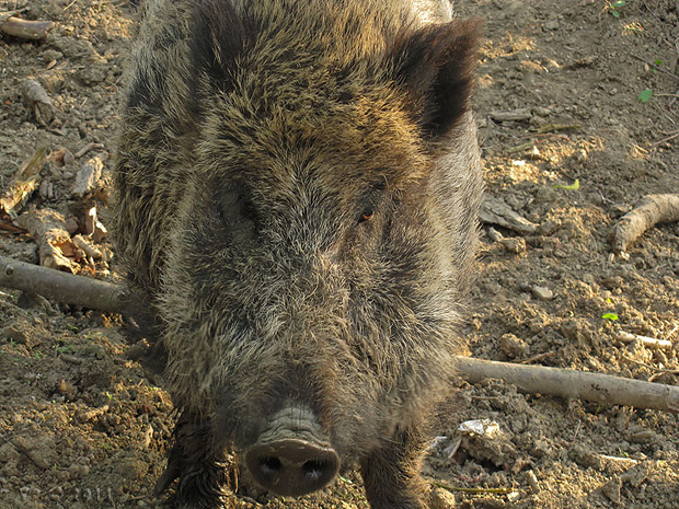 diviak lesný Sus scrofa