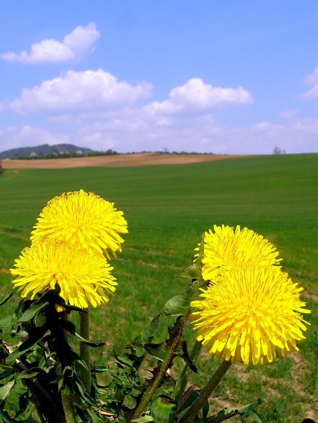 púpava lekárska Taraxacum officinale (L.) Weber ex F.H.Wigg