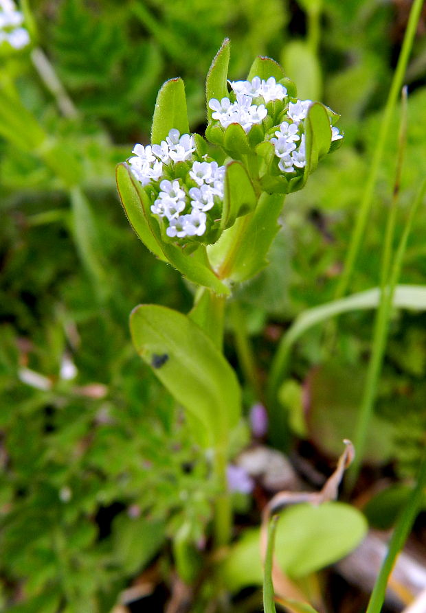 valeriánka poľná Valerianella locusta (L.) Laterr.