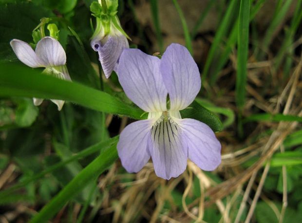 fialka Viola sp.