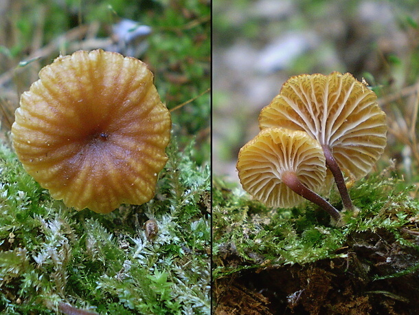 tanečnička zvončekovitá Xeromphalina campanella (Batsch) Maire