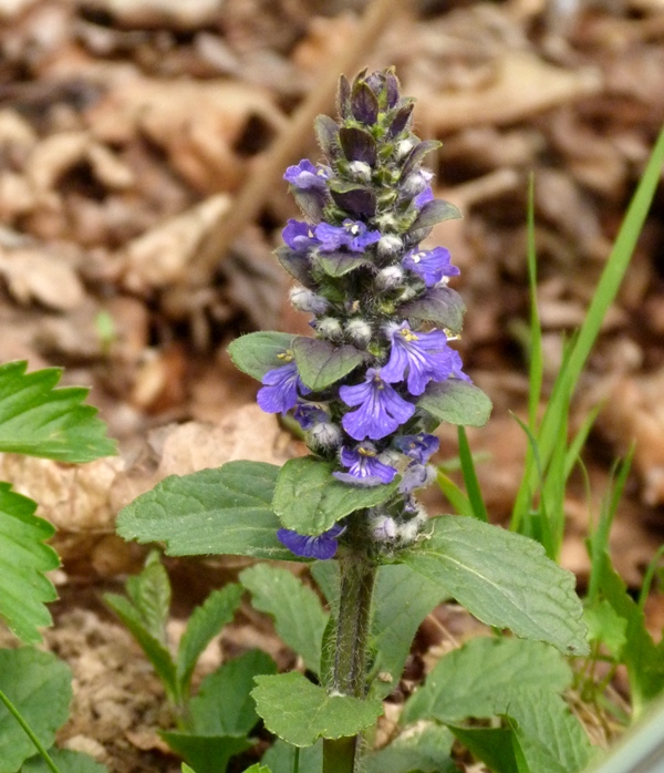 zbehovec plazivý Ajuga reptans L.