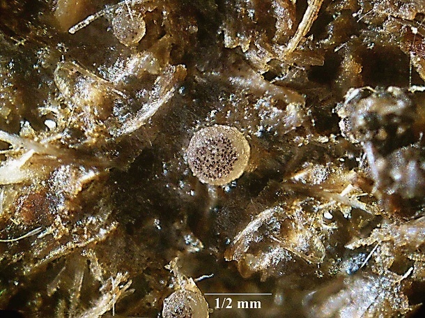 askobol Ascobolus cf. sacchariferus