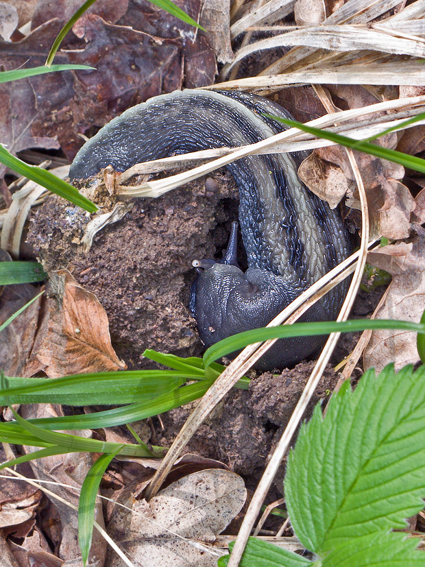 slizniak karpatsky ? Bielzia coerulans?