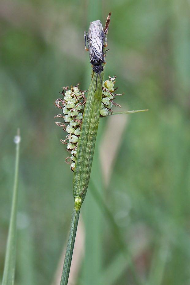 ostrica plstnatá Carex cf.  tomentosa L.