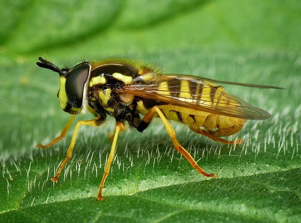 pestrica Chrysotoxum cautum Harris, 1776