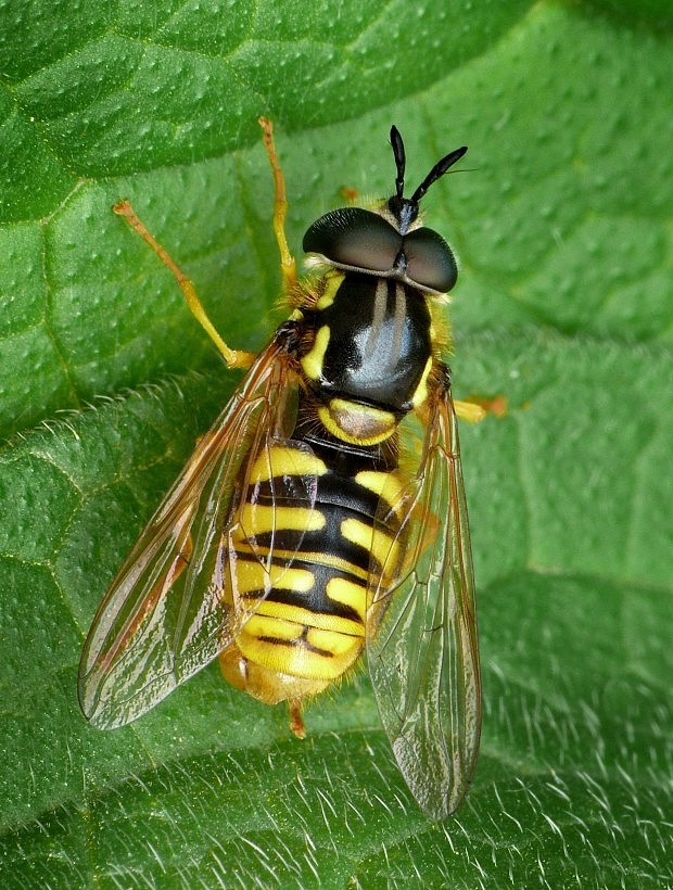 pestrica Chrysotoxum cautum Harris, 1776