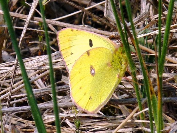 žltáčik? Colias sp.