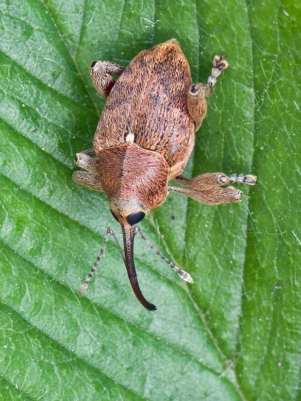 nosáčik žaluďový  Curculio glandium