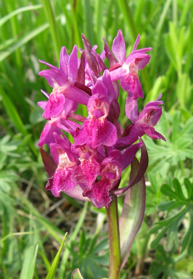 vstavačovec bazový DACTYLORHIZA SAMBUCINA (L.) Soó