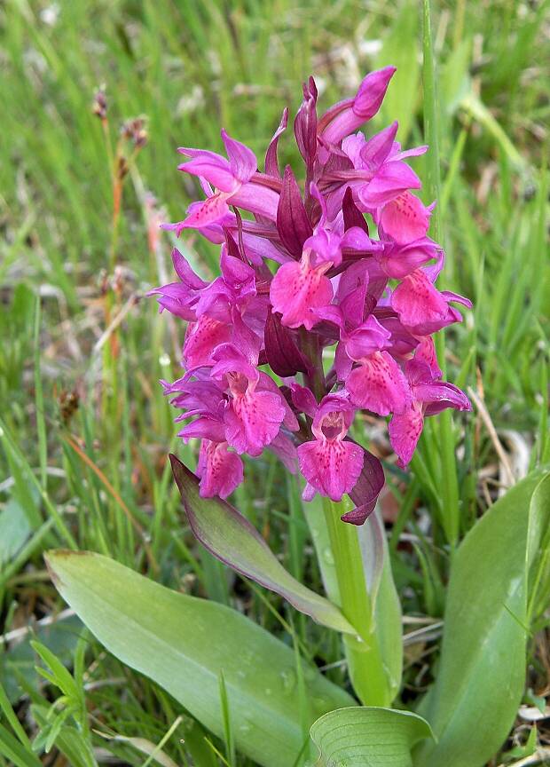 vstavačovec bazový Dactylorhiza sambucina (L.) Soó