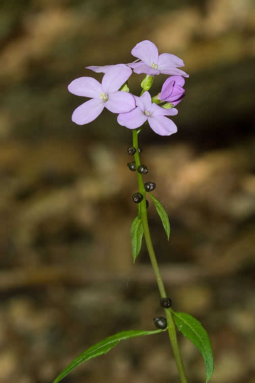 zubačka cibuľkonosná Dentaria bulbifera L.