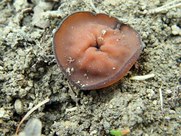 hľuznatka veternicová Dumontinia tuberosa (Bull.) L.M. Kohn