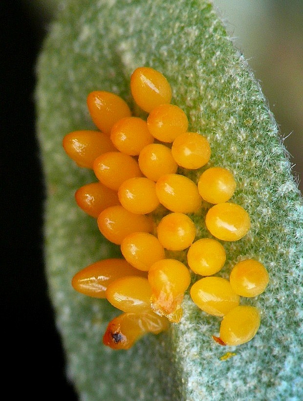 lienka Harmonia axyridis Pallas, 1773