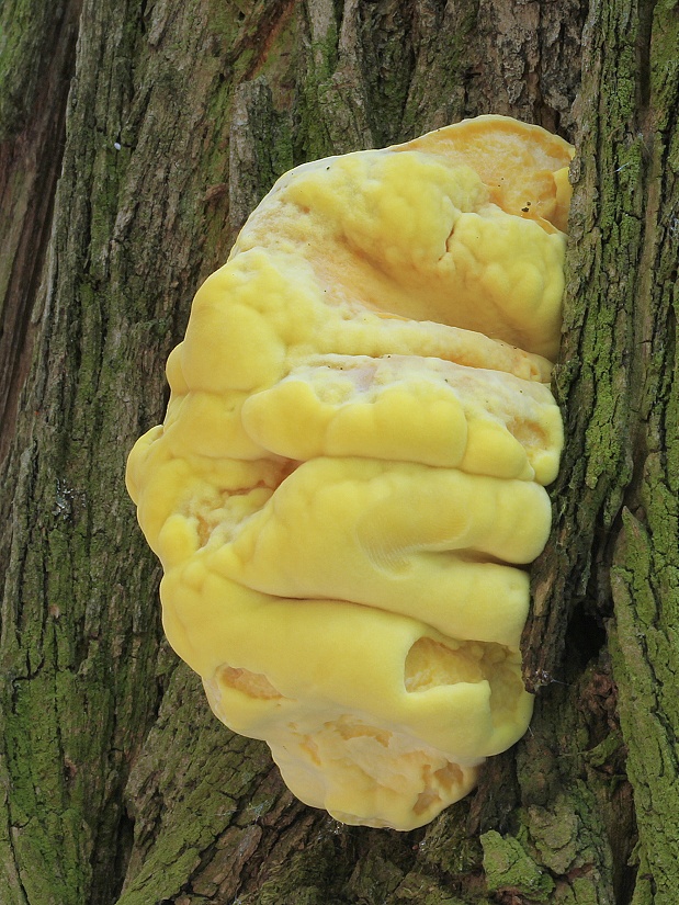 sírovec obyčajný Laetiporus sulphureus (Bull.) Murrill