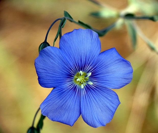 ľan rakúsky Linum austriacum L.