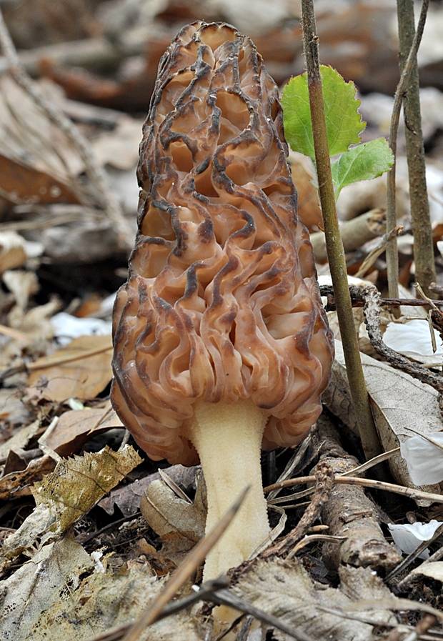 smrčok vysoký purpurový Morchella elata var. purpurascens