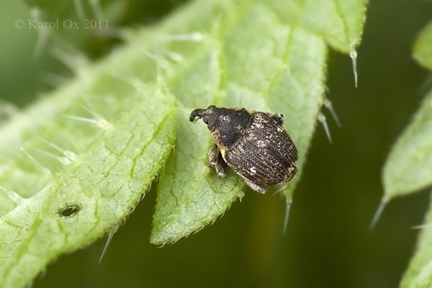 nosáčik Nedyus quadrimaculatus Linnaeus, 1758