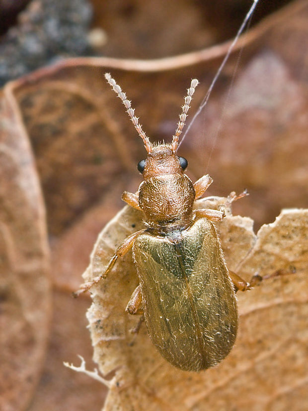 liskavka Orsiodacne humeralis