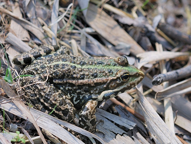 skokan zelený Pelophylax kl. esculenta