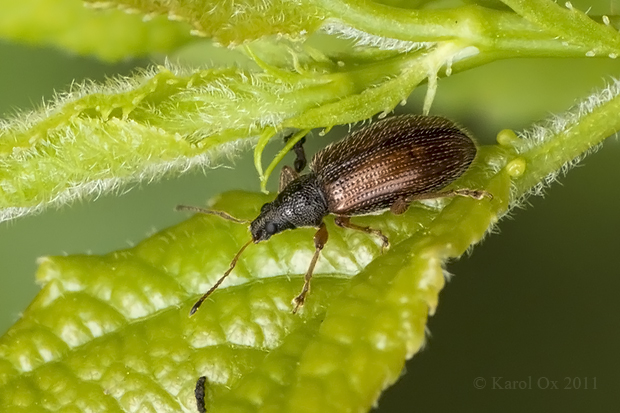 nosánik Phyllobius oblongus