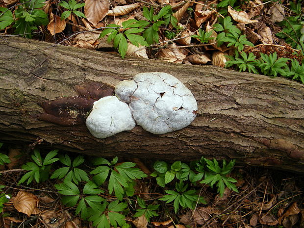 sieťnatka obyčajná Reticularia lycoperdon Bull.