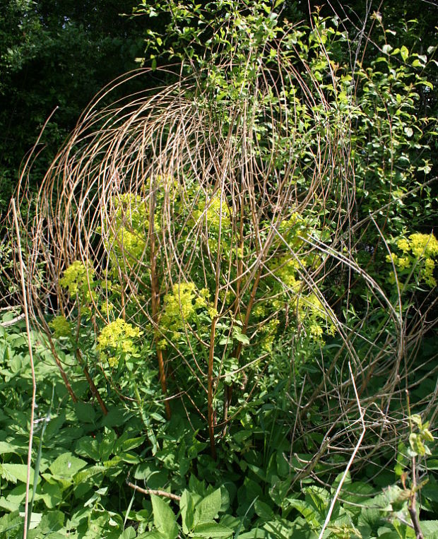 mliečnik močiarny Tithymalus palustris (L.) Hill