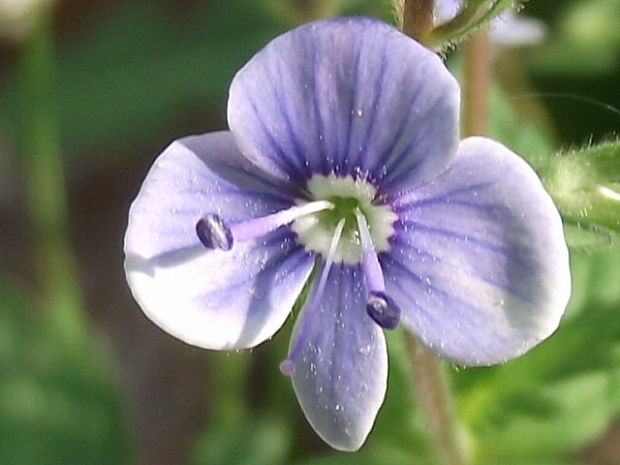 veronika Veronica sp.