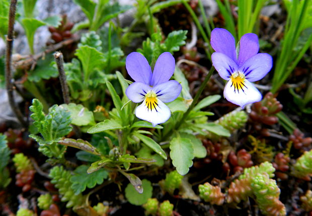 fialka trojfarebná Viola tricolor L. emend. F. W. Schmidt