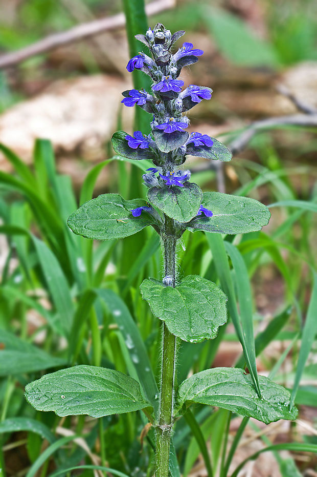 zbehovec plazivý Ajuga reptans L.